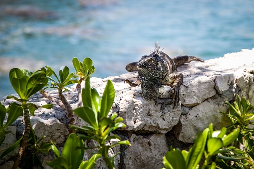 A closeup of a Marine Iguana resting on stones with water in the background