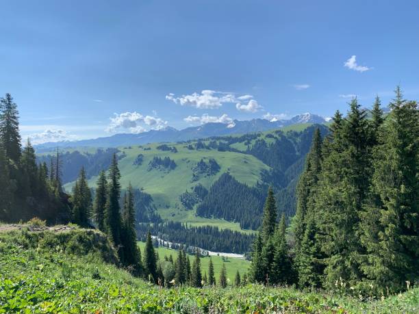 istock Scenic landscape covered with green meadow and vegetation 1446632980