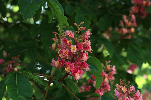 A closeup of a bloomed Red Horse-Chestnut or Aesculus cornea with its green leaves