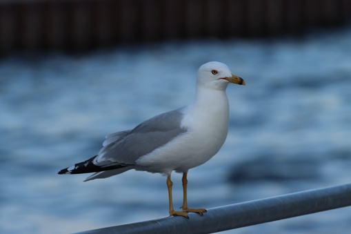 A closeup of a ring-billed gull (Larus delawarensis)  perched on a metal railing