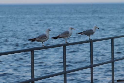 A closeup of three Ring-billed gulls (Larus delawarensis) perched on a metal railing near a sea