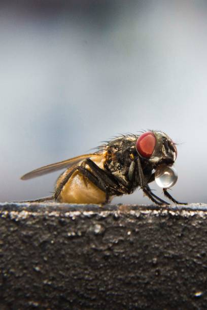 istock Macro shot of a fly with big red eyes on a stone surface with a blurred background 1446633233