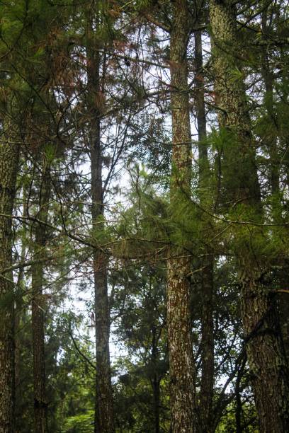istock Vertical shot of tall pine trees in a forest 1446633281