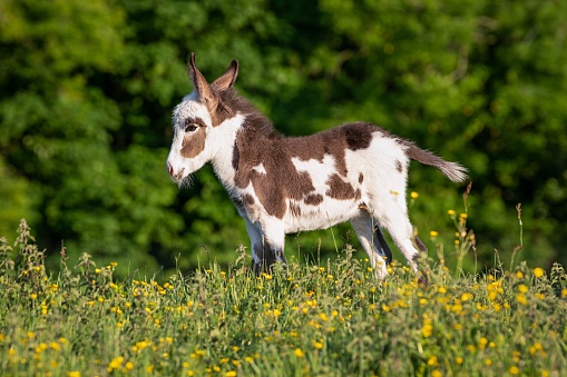 A small white - brown North American donkey standing on blooming meadow on green trees background on sunny day
