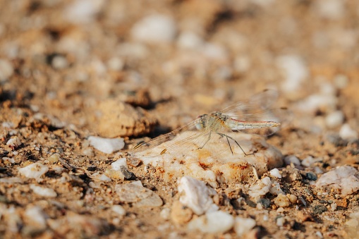 A closeup of a dragonfly standing on a little rock