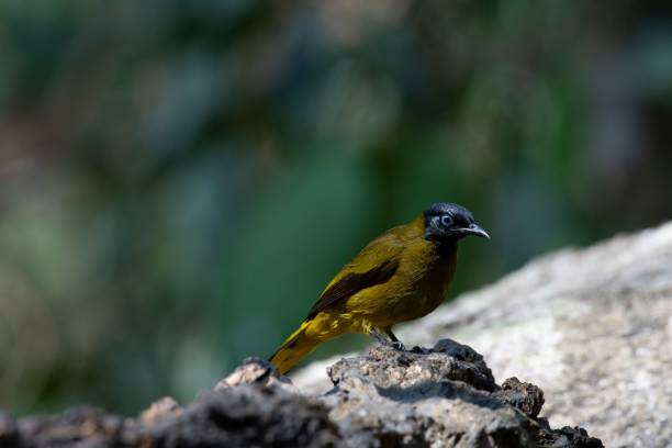 istock Black-headed Bulbul, Pycnonotus atriceps, Thai 1446633712