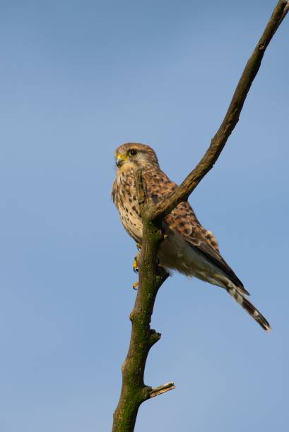 istock Vertical shot of adorable Common kestrel perched on a tree branch 1446633718