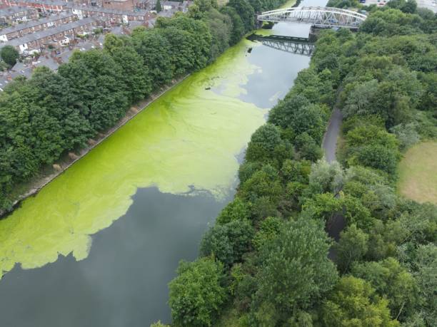 Aerial view of algal bloom on the Manchester Ship Canal An aerial view of algal bloom on the Manchester Ship Canal algal bloom stock pictures, royalty-free photos & images