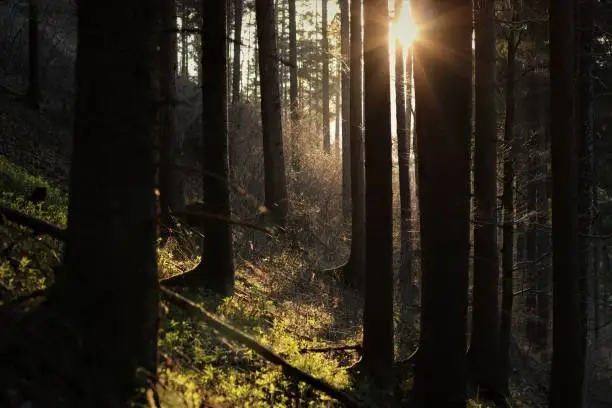 sun shining through a forest in the evening