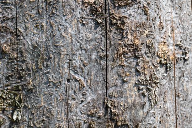 A beautiful tree stump textured background created by Ash Borer larva