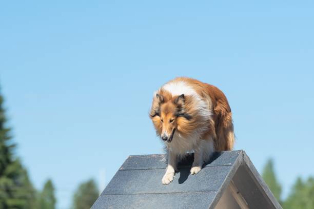 istock Cute Rough Collie dog climbing over an a-frame structure during the dog agility course 1446634304