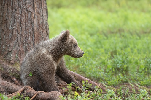 Small spring cub climbs up a nearby tree chasing its sibling and pauses to look around.  Bear cubs learn very quickly how to climb trees as a safety behavior.