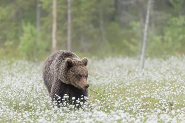 istock Big brown bear (Ursus arctos) walking in a field with white wildflowers during the daytime 1446634321