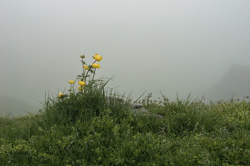 A close-up of a beautiful yellow Globeflower on a foggy hill, Velika Planina, Slovenia