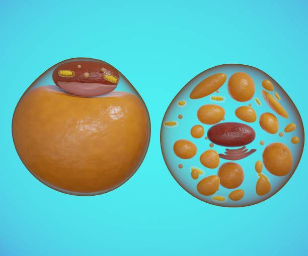 brown fat cell also called brown adipose tissue side to side with white fat cell 3d rendering