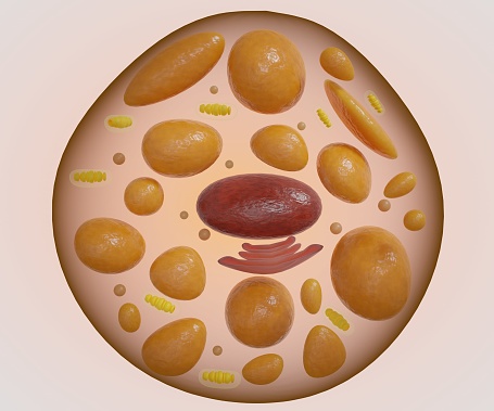 Isolated brown fat, also called brown adipose tissue 3d rendering