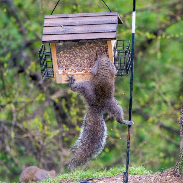 istock Closeup of an Eastern gray squirrel hanging on a squirrel feeder 1446634981