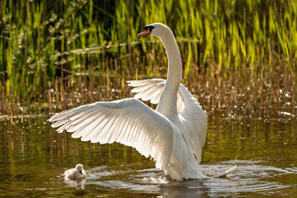 istock Mute swan flapping its wings over a mute swan calf 1446635114