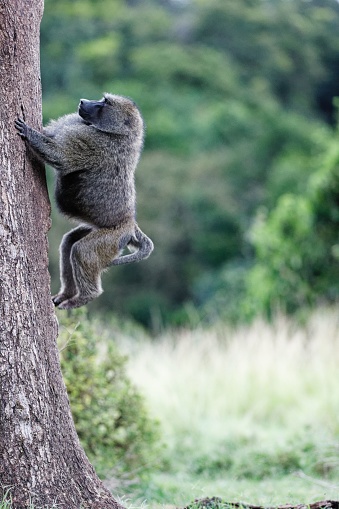 A vertical shot of a Baboon climbing a tree in the Masai Mara, Kenya