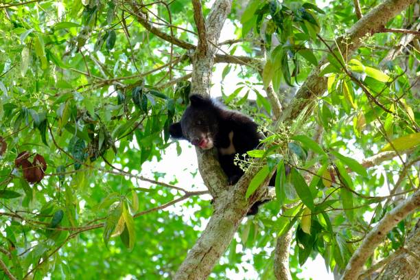 istock Asiatic Black Bear, Ursus thibetanus, Thailand 1446635265
