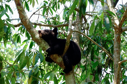 A cub resting on a branch after some meal, Asiatic Black Bear, Ursus thibetanus, Thailand