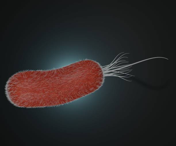 분리된 녹농균 박테리아 세포 - fecal coliform bacteria 뉴스 사진 이미지