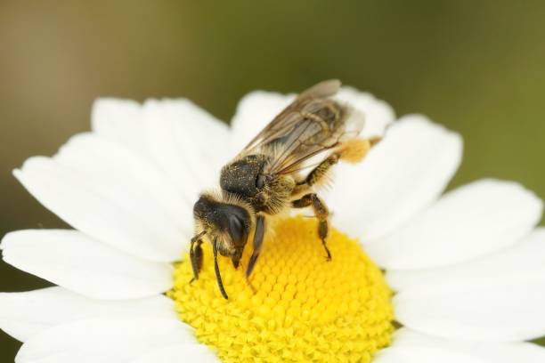 istock Closeup of a yellow legged mining bee (Andrena flavipes) on a flower 1446635625