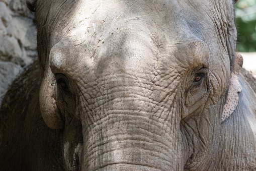 A closeup of an Indian elephant (Elephas maximus indicus)