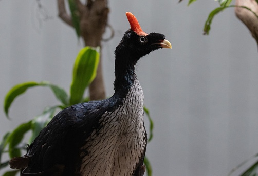 A closeup of a horned guan (Oreophasis derbianus)