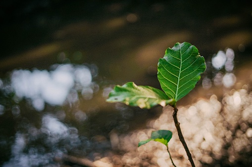 A selective focus high-angle view of two jackfruit leaves growing in the river