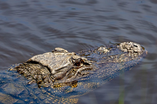 A closeup of a sneaky alligator swimming stealthily in dark waters on Kiawah Island