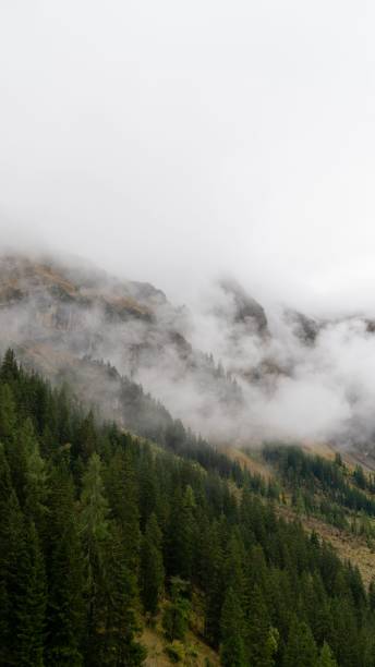 istock Vertical view of a foggy mountainside with trees 1446636196