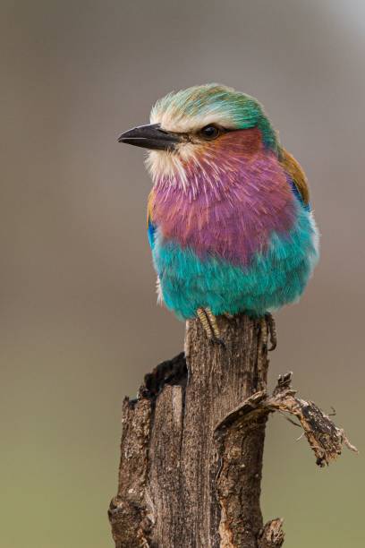 istock Vertical shot of a lilac-breasted roller (Coracias caudatus) perched on a wooden stick 1446636628