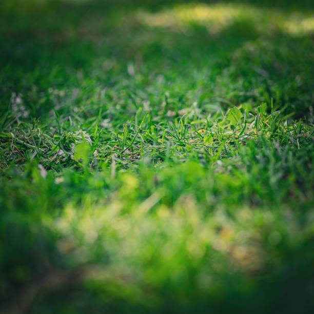istock Closeup shot of green grass 1446636680