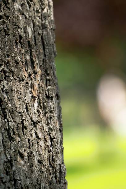 istock Closeup shot of a brown tree trunk 1446636683