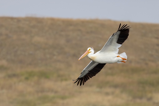 A cute American white pelican bird flying during the daytime