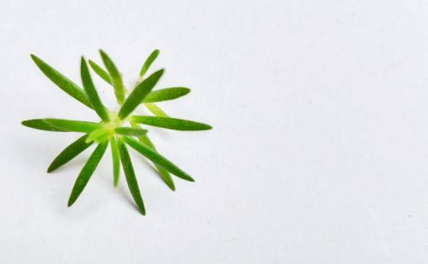 istock Moss rose (Portulaca Grandiflora) leaf branch isolated on white background.
herbal leaf, place your text 1446637124