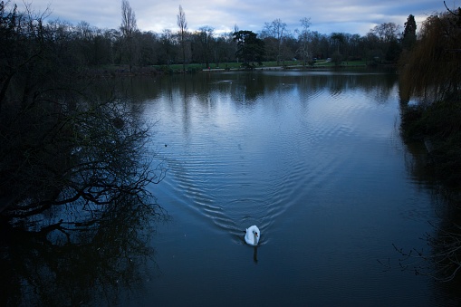 A swan swimming in a small body of water in the evening