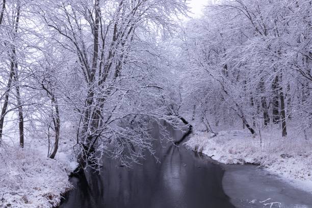 istock Snowy trees and a river in a forest 1446638221