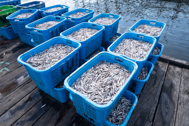 Fresh anchovies caught by fishermen are stored in plastic baskets to be taken to the market stock photo