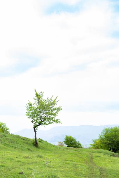 istock Vertical shot of a green tree on a field 1446639724