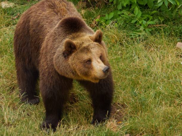 istock View Of A Bear In The Field 1446642316