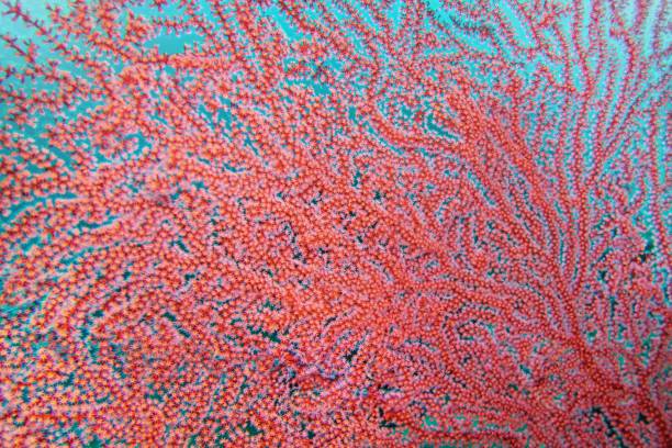 istock Organic texture of red fan Coral. Abstract background. 1446642625