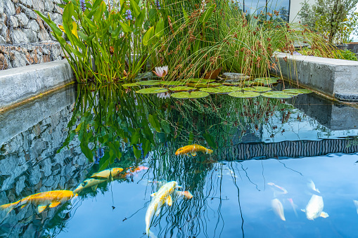 Orange koi fish / carp swimming in the pond / lake with grass and water lilies