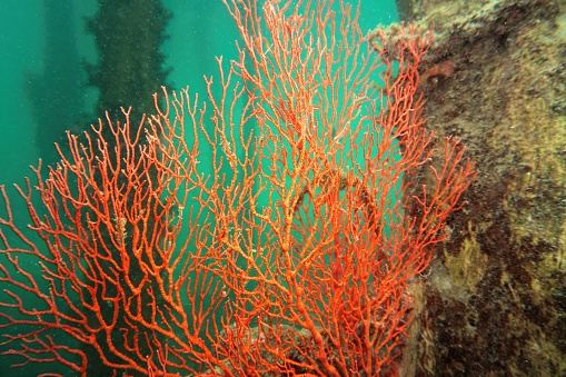 Underwater scene with Sea Fan or Gorgonia coral . Biodiversity of coral reef ecosystem.