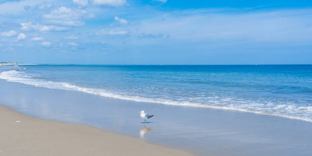 istock A lone seagull on a beach resting in the surf 1446642719