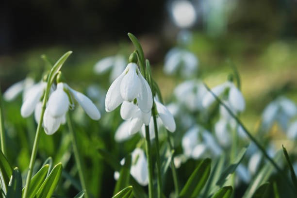 schneeglöckchen blumen nahaufnahme. - flower snow winter close up stock-fotos und bilder