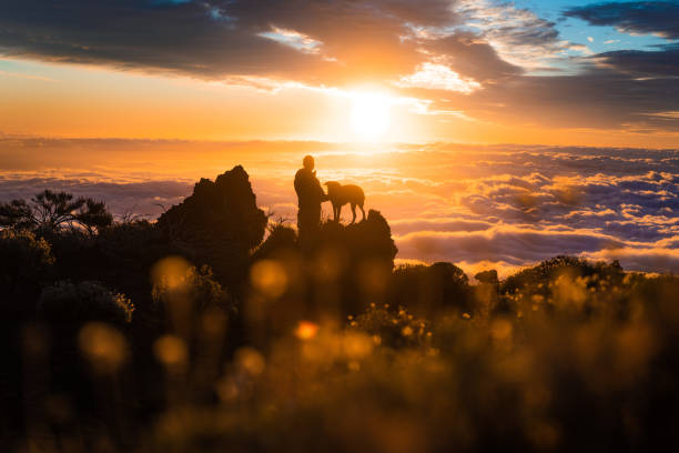 girl with dogs over the clouds after hiking. - passion mountain range mountain national park imagens e fotografias de stock