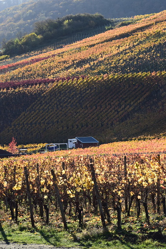 Colorful Vineyard in Dundee Oregon on a foggy day in fall season United States America