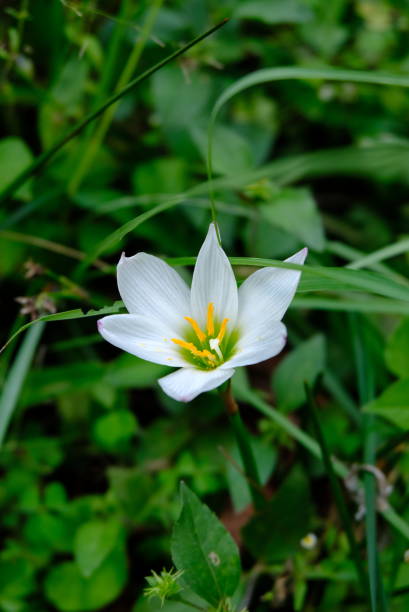 istock Zephyranthes candida, also know as autumn zephyrlily, white windflower, white rain lily, and Peruvian swamp lily. 1446644368
